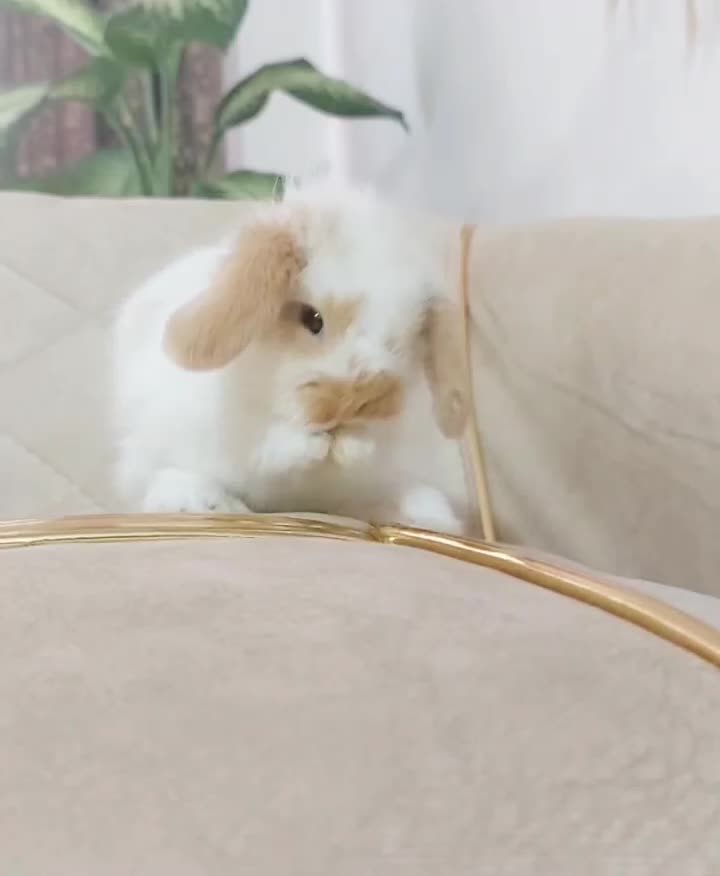 بچه خرگوش لوپ اصیل|موش و خرگوش|اردبیل, |دیوار