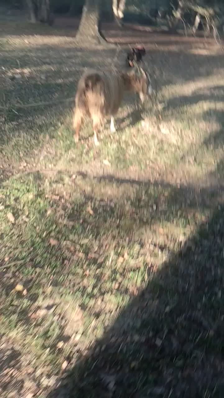 بز ماده باردار|حیوانات مزرعه|فاضل آباد, |دیوار