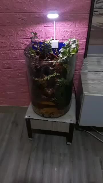 پالاداریوم (اکواریوم)|گل و گیاه طبیعی|یزد, |دیوار