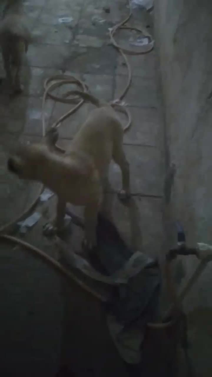 واگذاری توله های سرابی اصل|سگ|عجب شیر, |دیوار