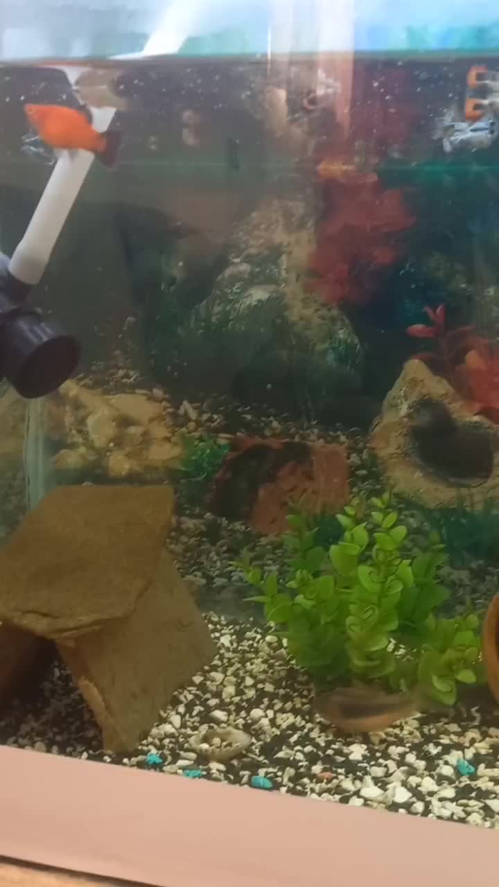 ماهی آکواریوم|ماهی|مه ولات, |دیوار