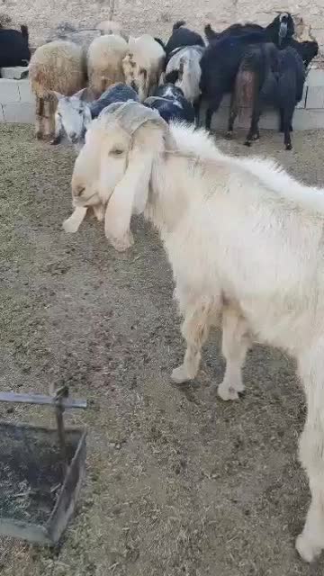 چبش|حیوانات مزرعه|جهرم, |دیوار