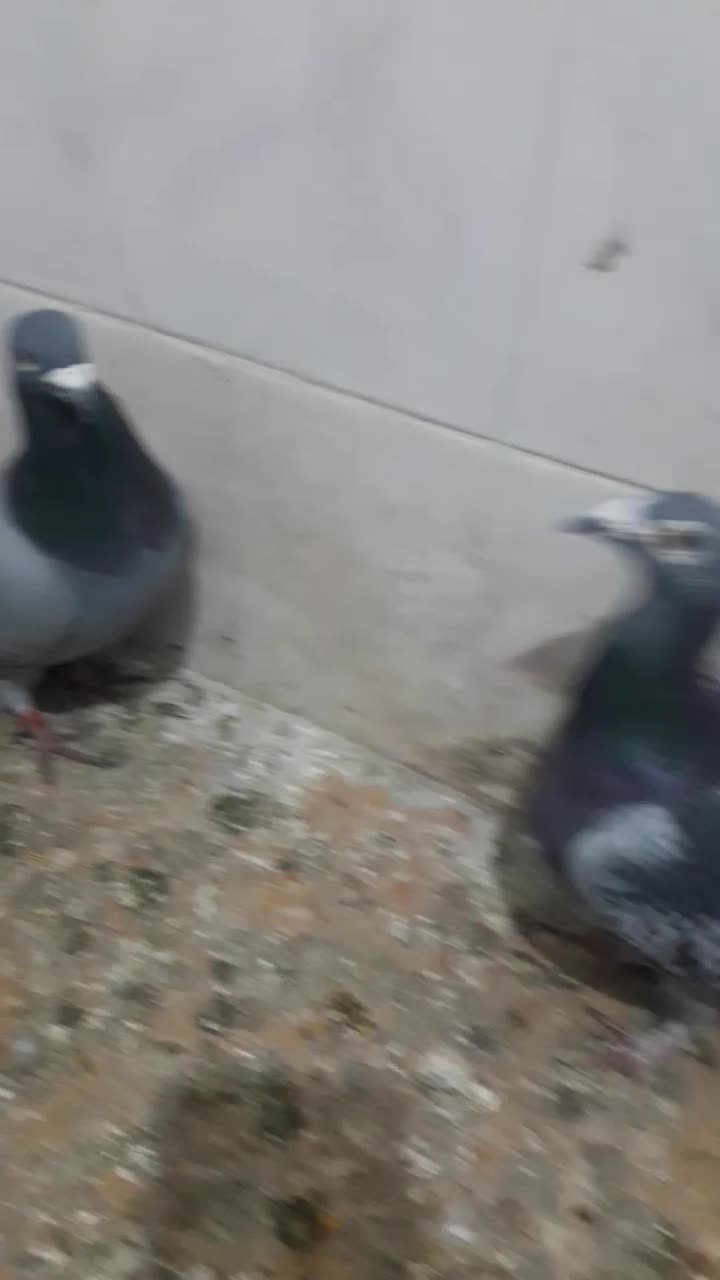 کبوتر|پرنده|مسجد سلیمان, |دیوار