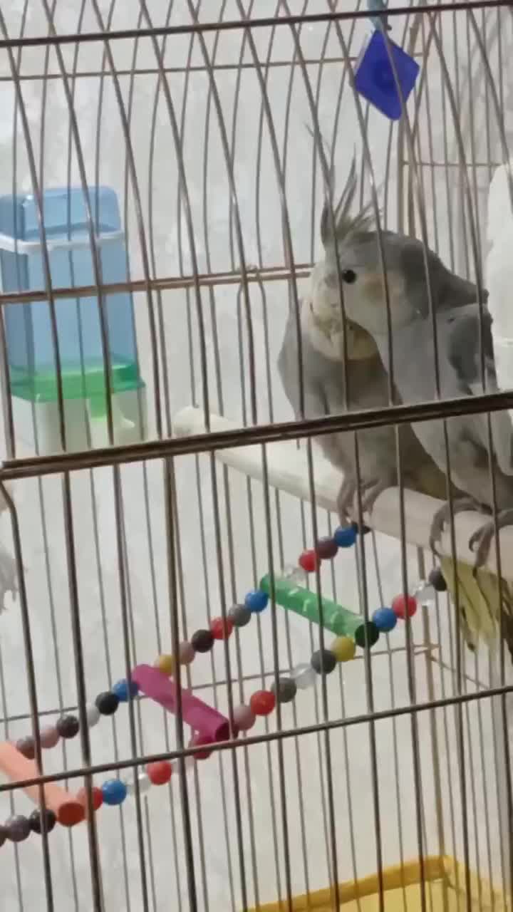 عروس هلندی نر و ماده|پرنده|نسیمشهر, |دیوار