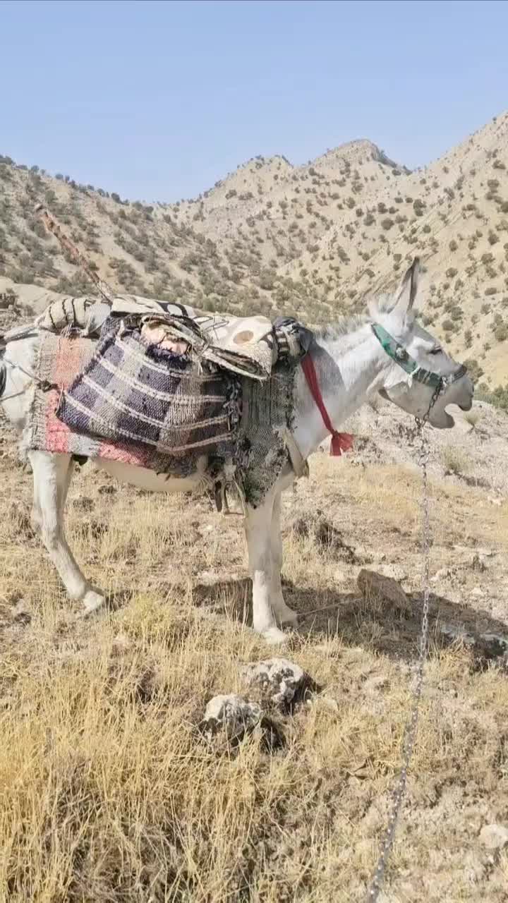 الاغ جوان ۴سال نر مایون پر وگله ای بشرط|حیوانات مزرعه|گچی, |دیوار