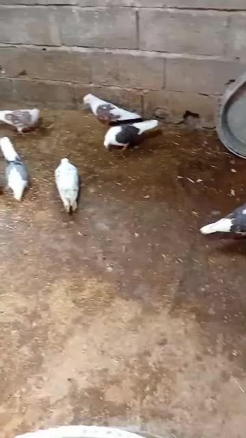 کبوتر پشتدار دوکت|پرنده|آمل, |دیوار