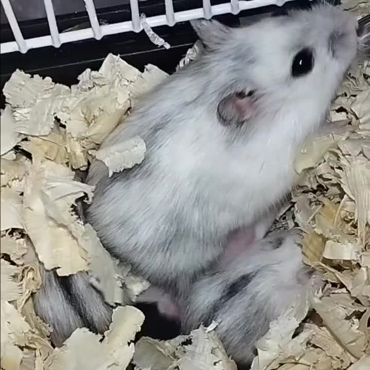 همستر وینتر وایت|موش و خرگوش|تهران, افسریه شمالی|دیوار