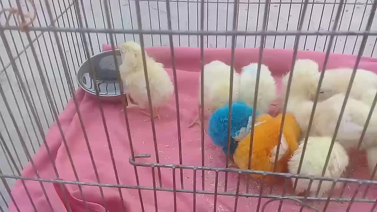 جوجه|حیوانات مزرعه|بافت, |دیوار