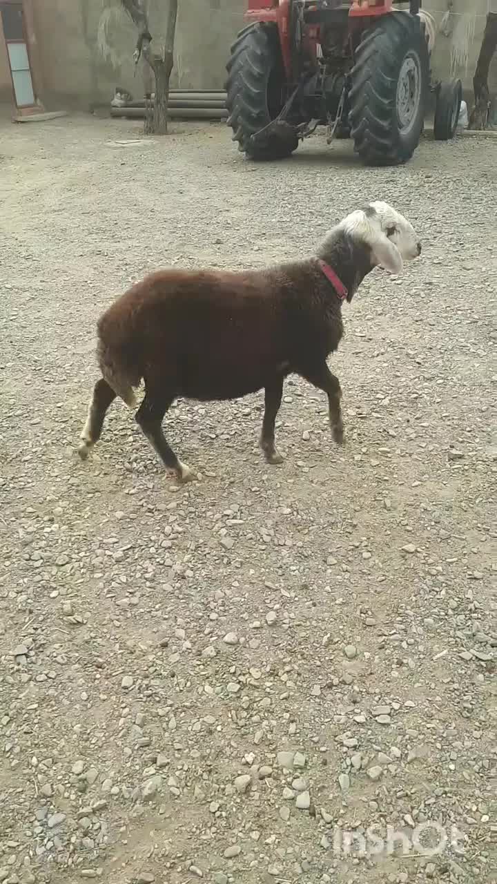 بره قوچ افشار کبود|حیوانات مزرعه|خنداب, |دیوار