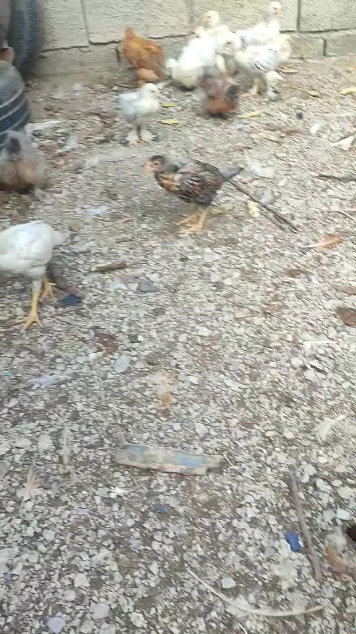 جوجه ابریشمی و برهما|حیوانات مزرعه|رامیان, |دیوار