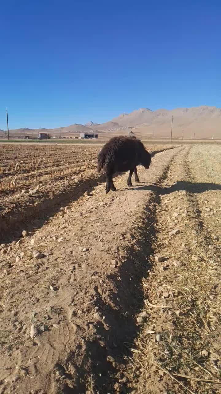 بره قوچ|حیوانات مزرعه|داران, |دیوار