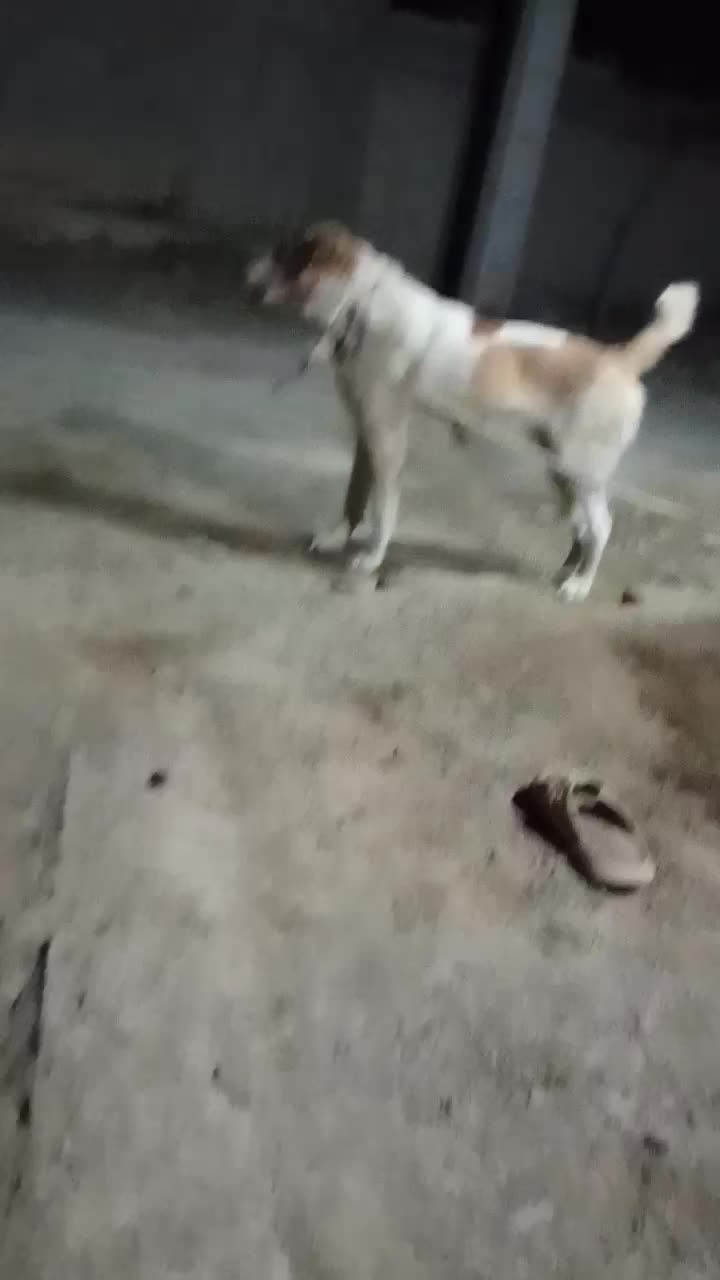 سگ نگهبان|سگ|مشهد, کلاته برفی|دیوار