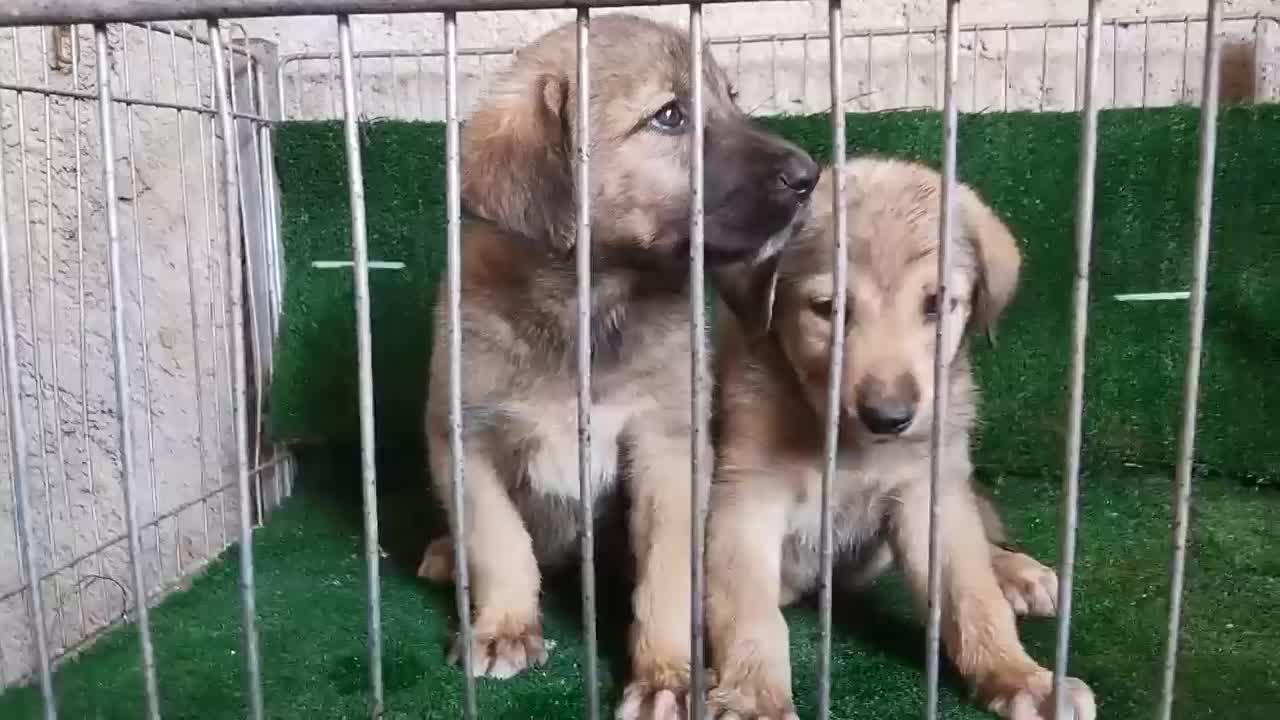 سگ پژدر|سگ|ملارد, |دیوار