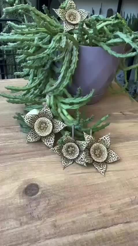 افرا گل|گل و گیاه طبیعی|بندر ترکمن, |دیوار