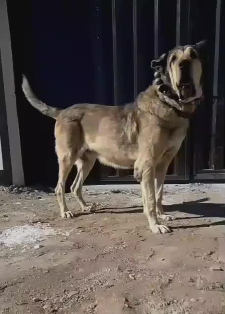 سگ پژدر عراقی اصیل|سگ|کرج, شهرک امیر المومنین|دیوار