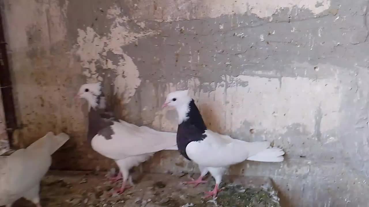 فروش یک عدد جوجه نر طوقی مهر مهر|پرنده|اردکان, |دیوار