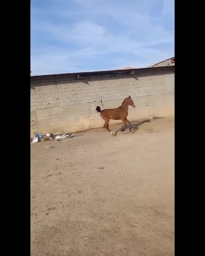 کره اسب مادیان|اسب و تجهیزات اسبسواری|شهرکرد, |دیوار