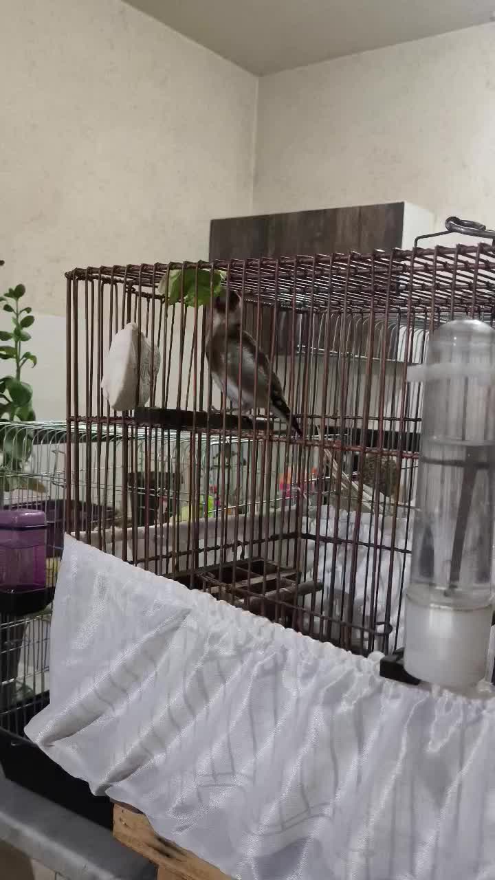 سهره نر|پرنده|ماهدشت, |دیوار