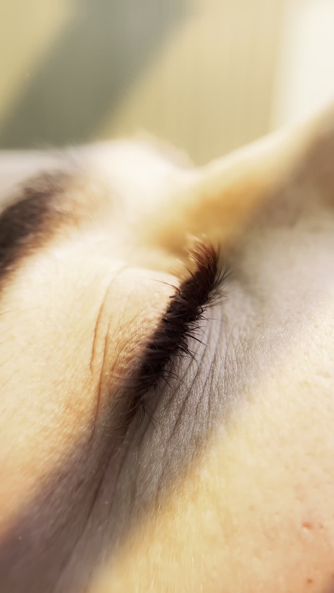 اکستنشن مژه|خدمات آرایشگری و زیبایی|بهبهان, |دیوار