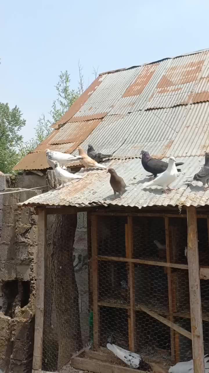 کبوتر|پرنده|کوچصفهان, |دیوار