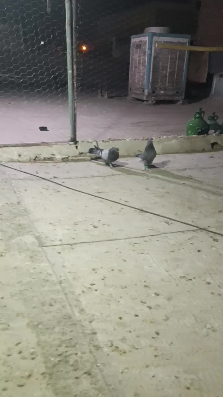 کبوتر اصفهانی|پرنده|پیر بکران, |دیوار