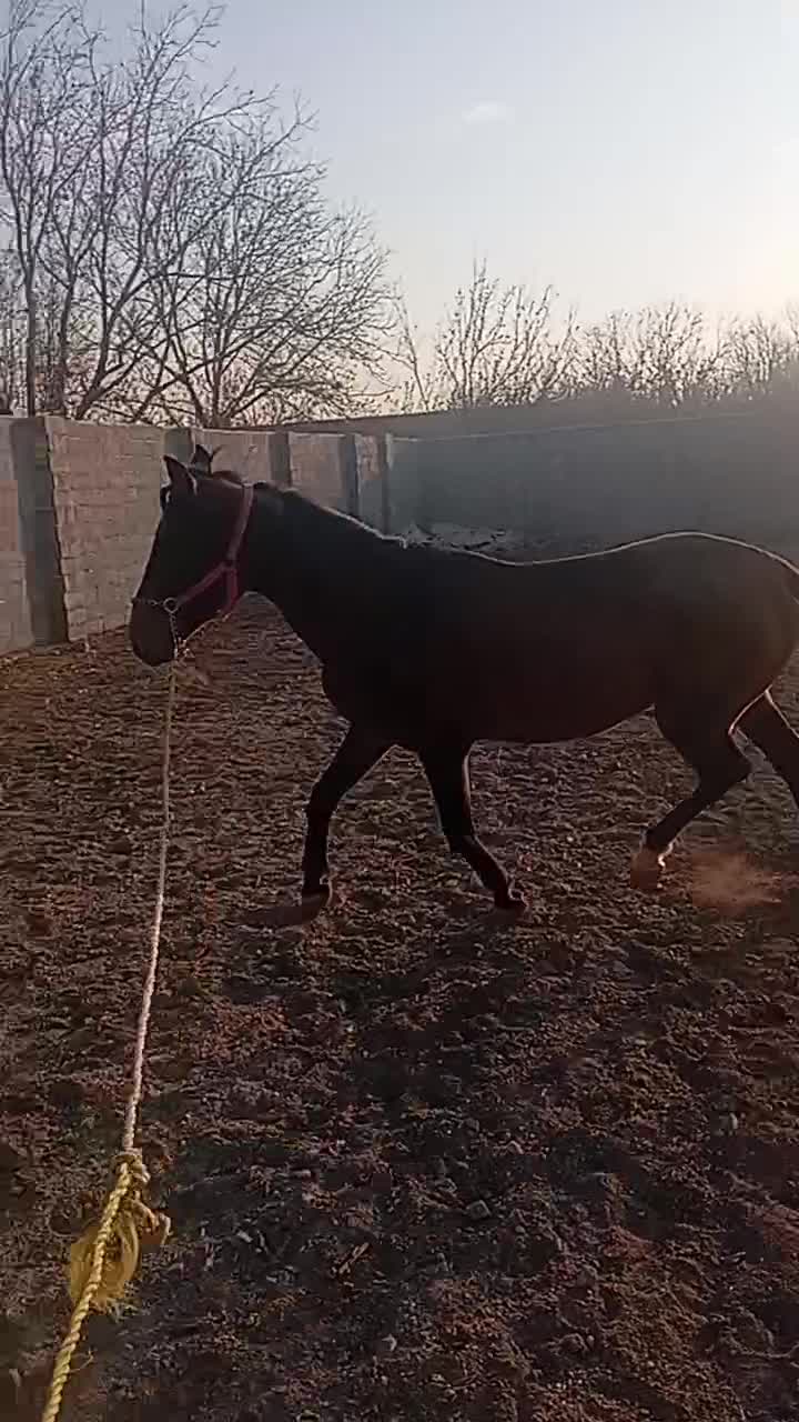 فروش اسب|اسب و تجهیزات اسب‌سواری|بناب, |دیوار