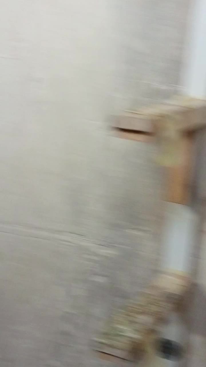 کفتر پرشی|پرنده|تربت‌حیدریه, پائین ولایت|دیوار