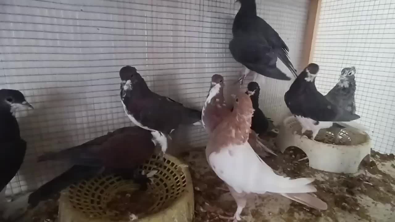 9 عدد جوجه بوم ندیده قیمت تماس بگیرید|پرنده|ابرکوه, |دیوار