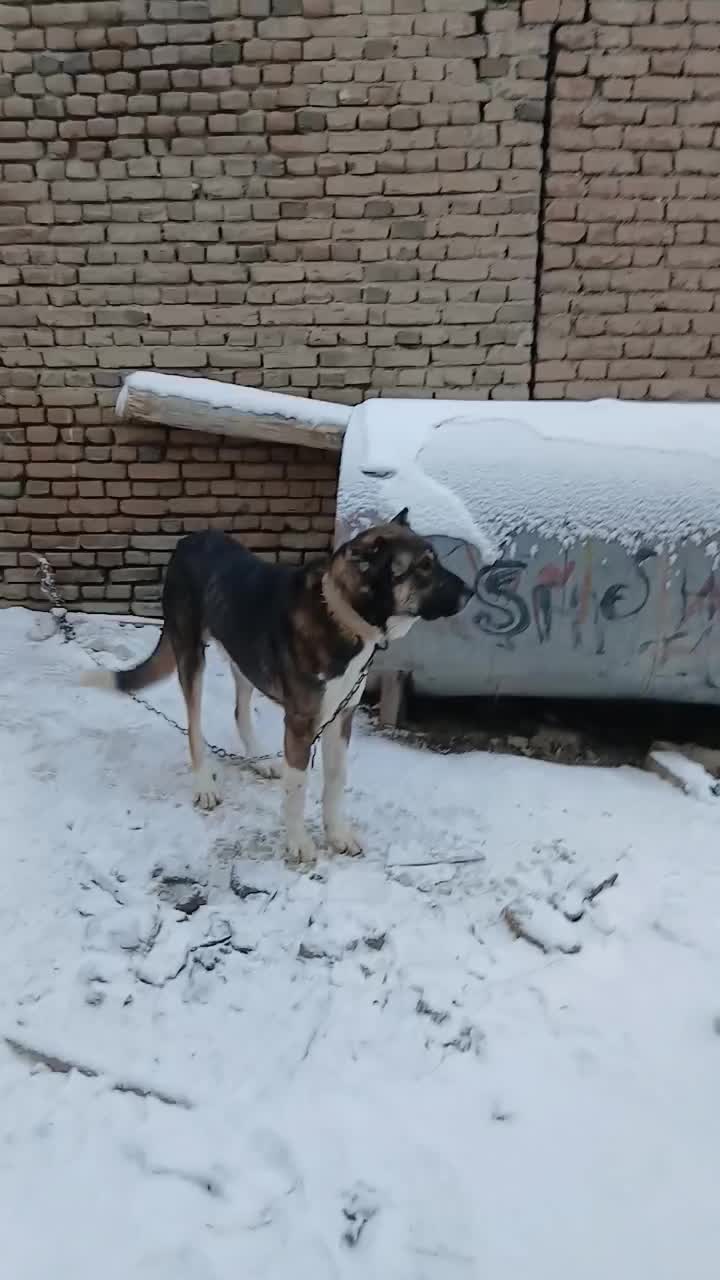 سگ سرابی|سگ|ارومیه, |دیوار