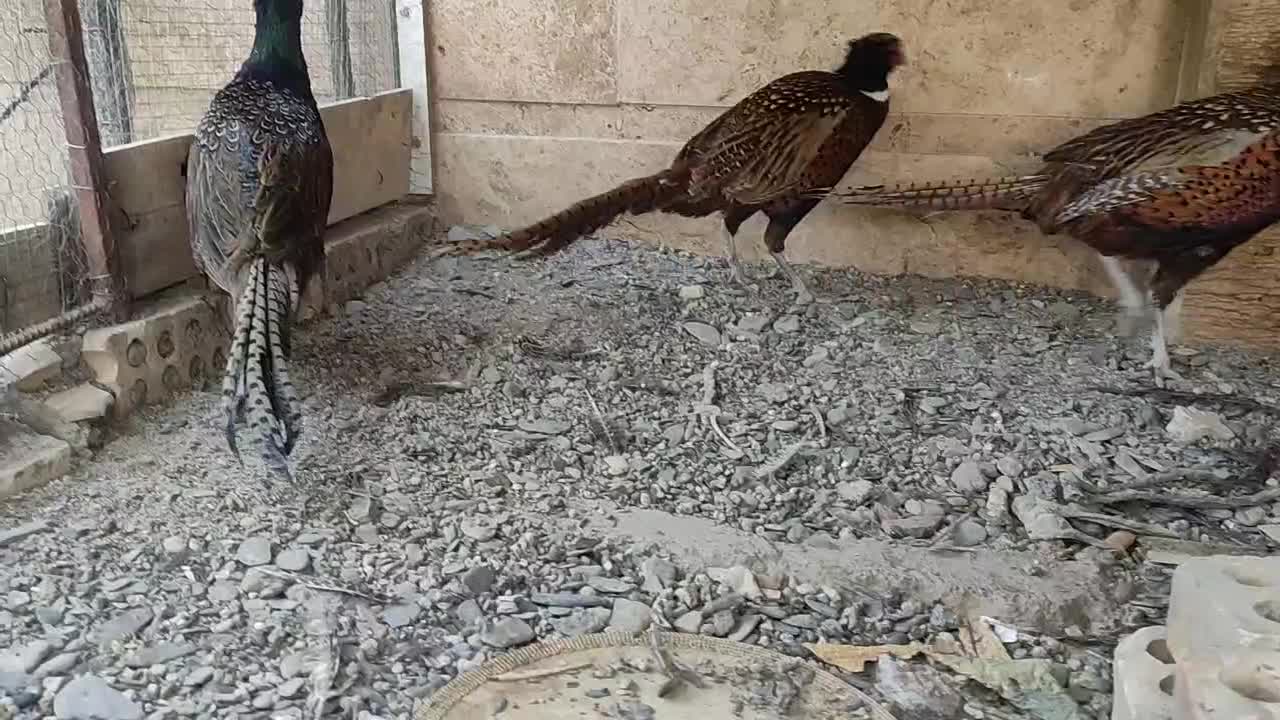 خروس آمریکایی بالغ|پرنده|مشهد, شهرک صنعتی توس|دیوار
