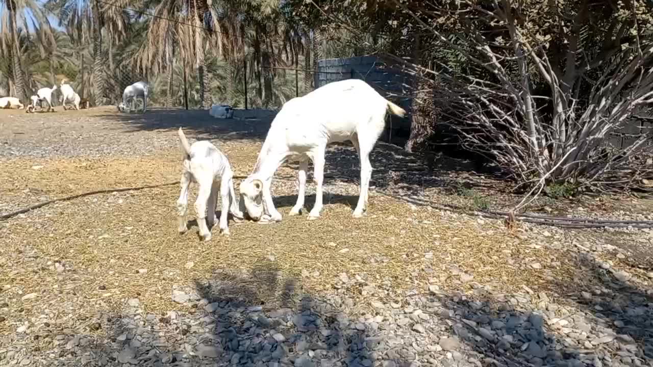 بز گلابی و پاکستانی دورگ|حیوانات مزرعه|رودخانه, |دیوار