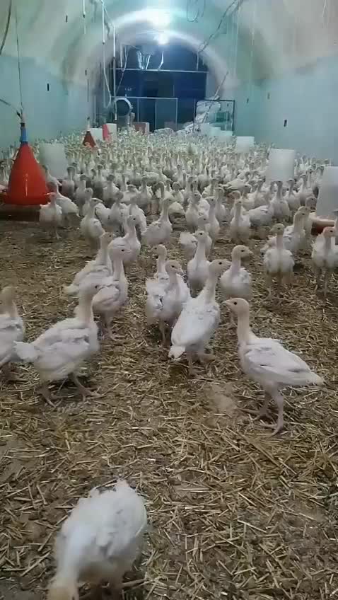 ارزانسرای جوجه محلی مرغ بوقلمون|حیوانات مزرعه|زابل, |دیوار