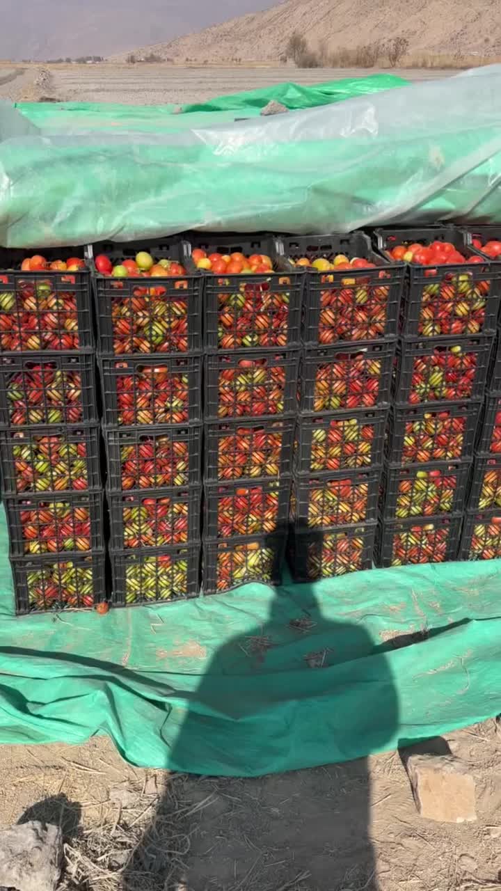 فروش گوجه|عمده‌فروشی|درودزن, |دیوار