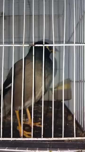 مینا سخنگو دستی|پرنده|زاهدان, |دیوار