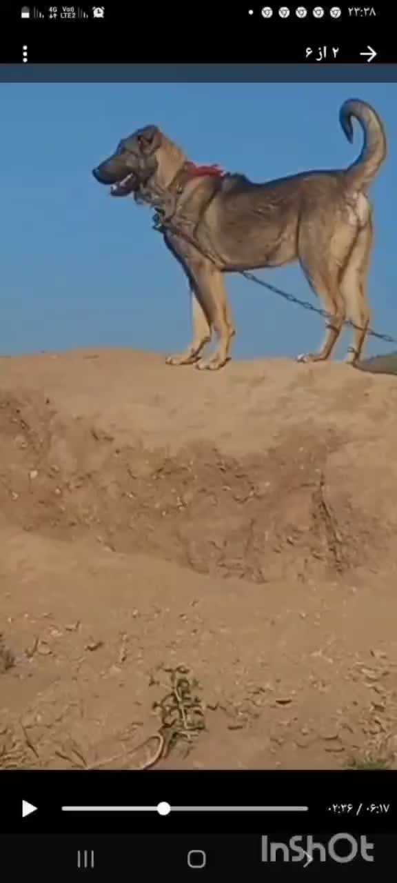 سگ گم شده|حیوانات|سلفچگان, |دیوار