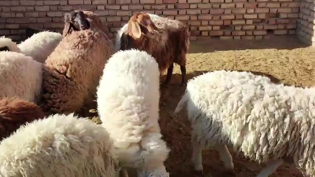 11بر سبک 6نر و5ماده|حیوانات مزرعه|قائن, |دیوار