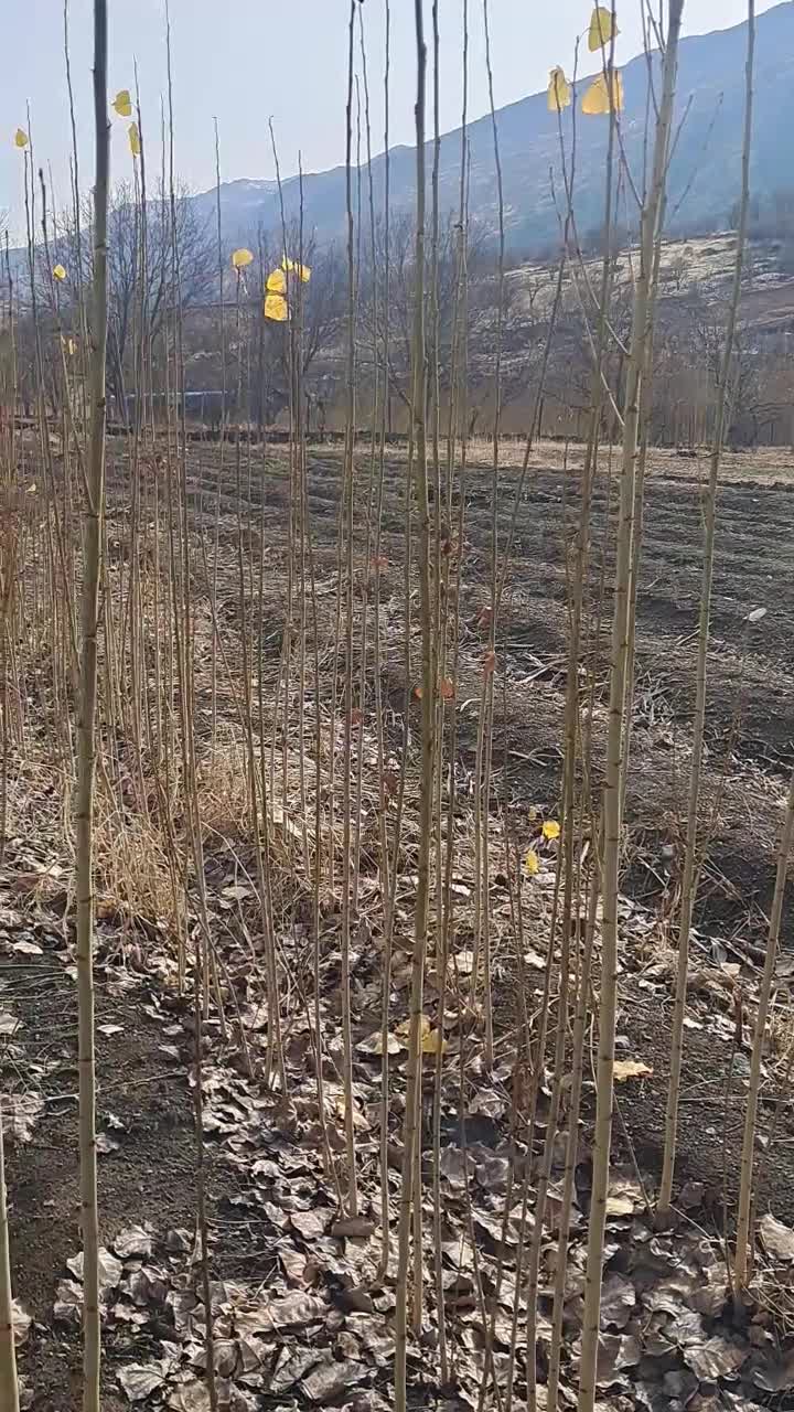 نهالستان درخت چنار و صنوبر|خدمات باغبانی و درختکاری|سروآباد, |دیوار