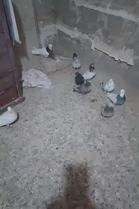 کبوتر|پرنده|شراء, |دیوار