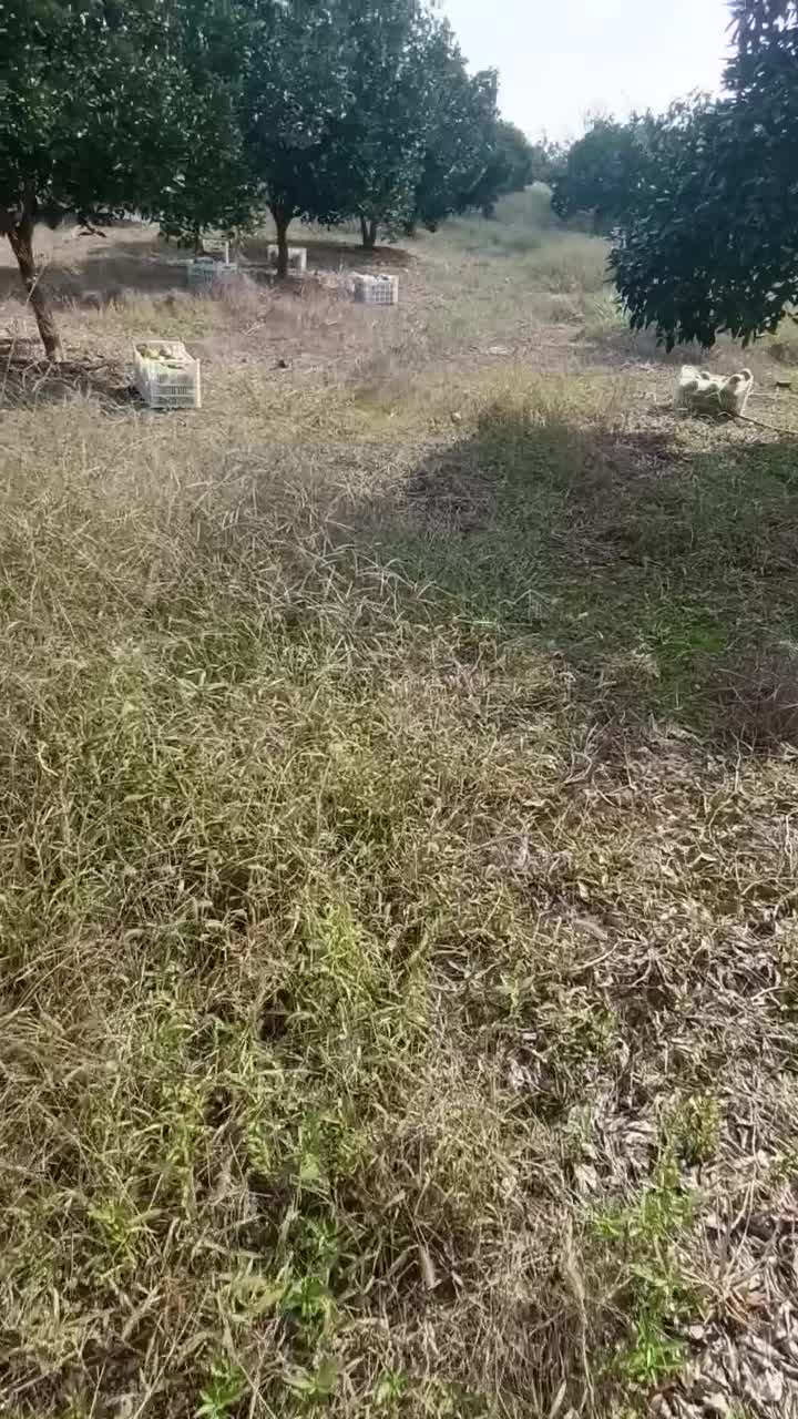 پرتقال تامسون|عمدهفروشی|بابل, |دیوار