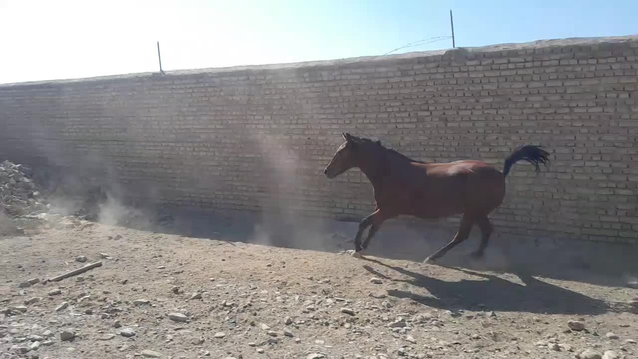 فروشی|اسب و تجهیزات اسب‌سواری|ورامین, ورامین|دیوار