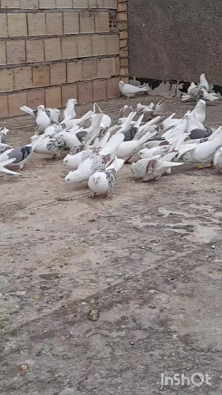 کبوتر پشتدارهفرنگ تعداد ۹۲تا|پرنده|قزوین, |دیوار