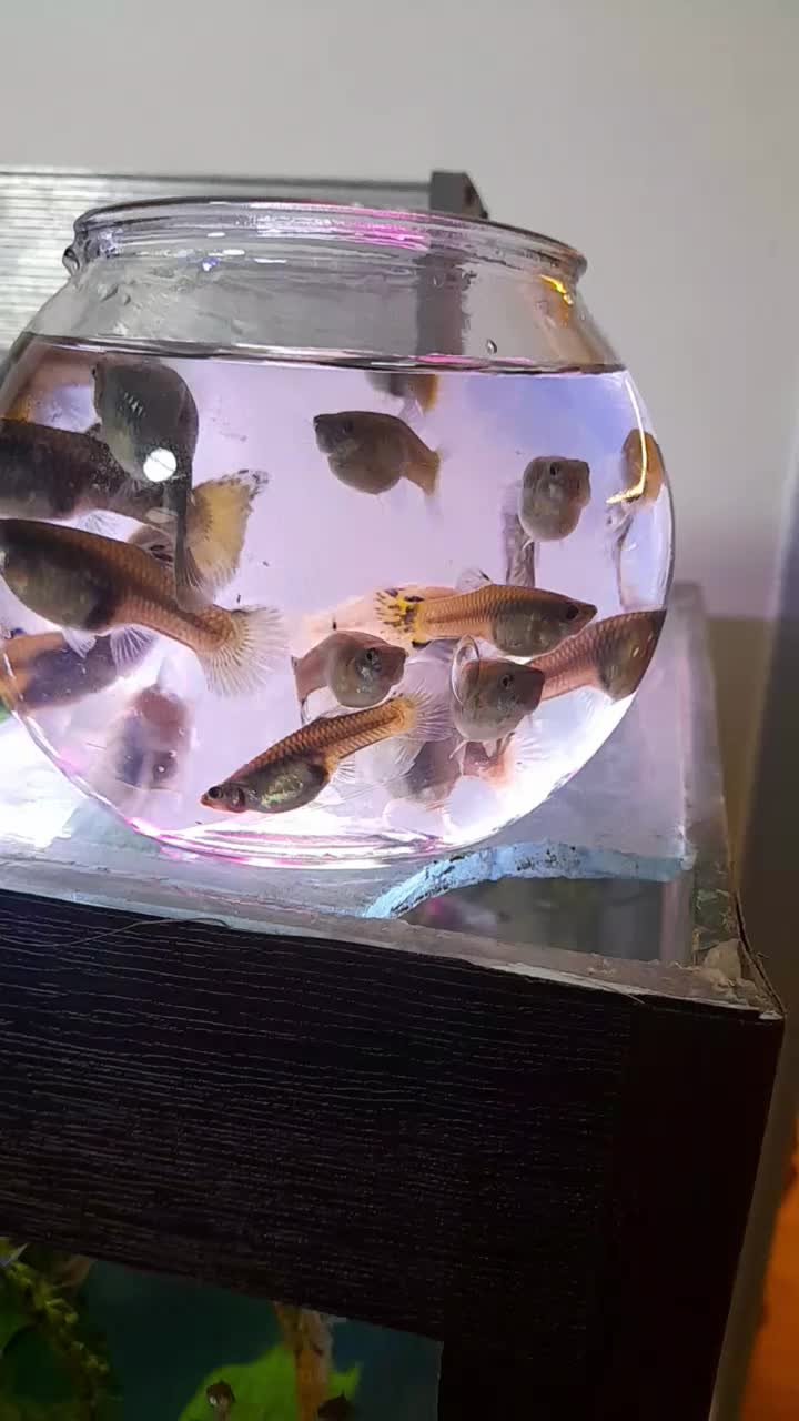 ماهی گوپی ومیکروورم|ماهی|اصفهان, طامه|دیوار