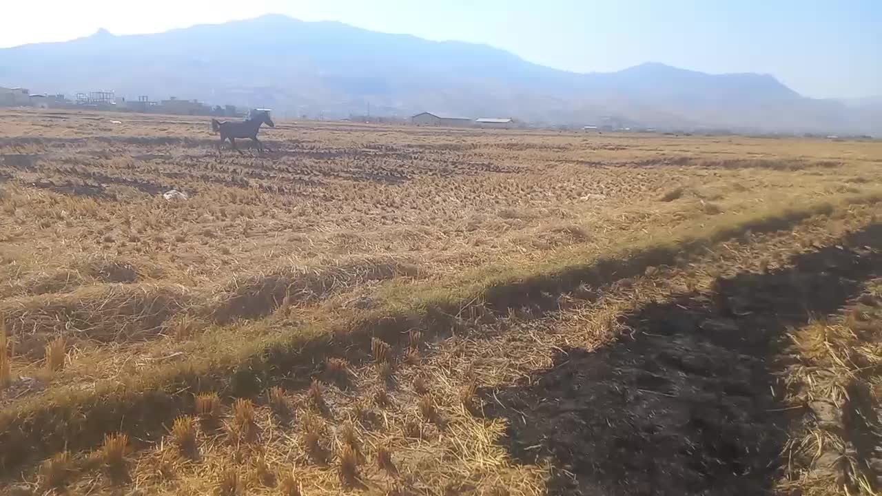 سه عدد مادیان پرخون و لونی|اسب و تجهیزات اسبسواری|دورود, |دیوار