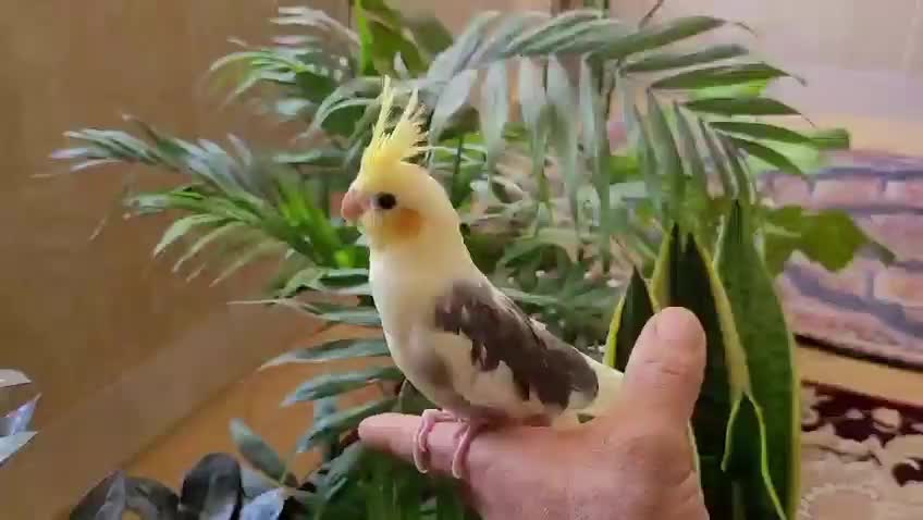 پرنده|پرنده|چاه مبارک, |دیوار