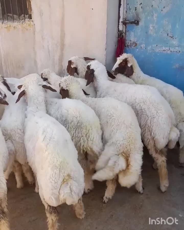 بره ماده سنجابی اصیل گوسفند میش|حیوانات مزرعه|ماهیدشت, |دیوار