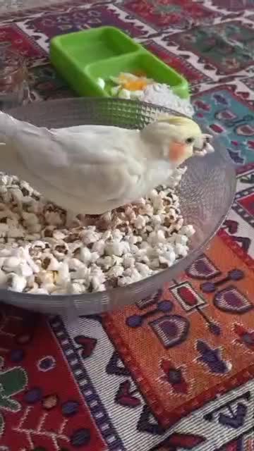 عروس هلندیم گم شده|حیوانات|بروجرد, |دیوار