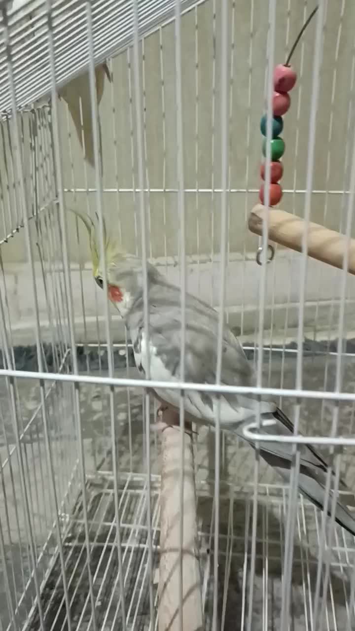 عروس هلندی مولد|پرنده|قدس, شهر‌قدس|دیوار