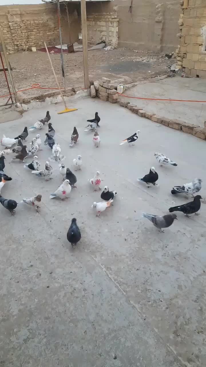 کفتر پرشی گنجه بر|پرنده|قم, انسجام|دیوار