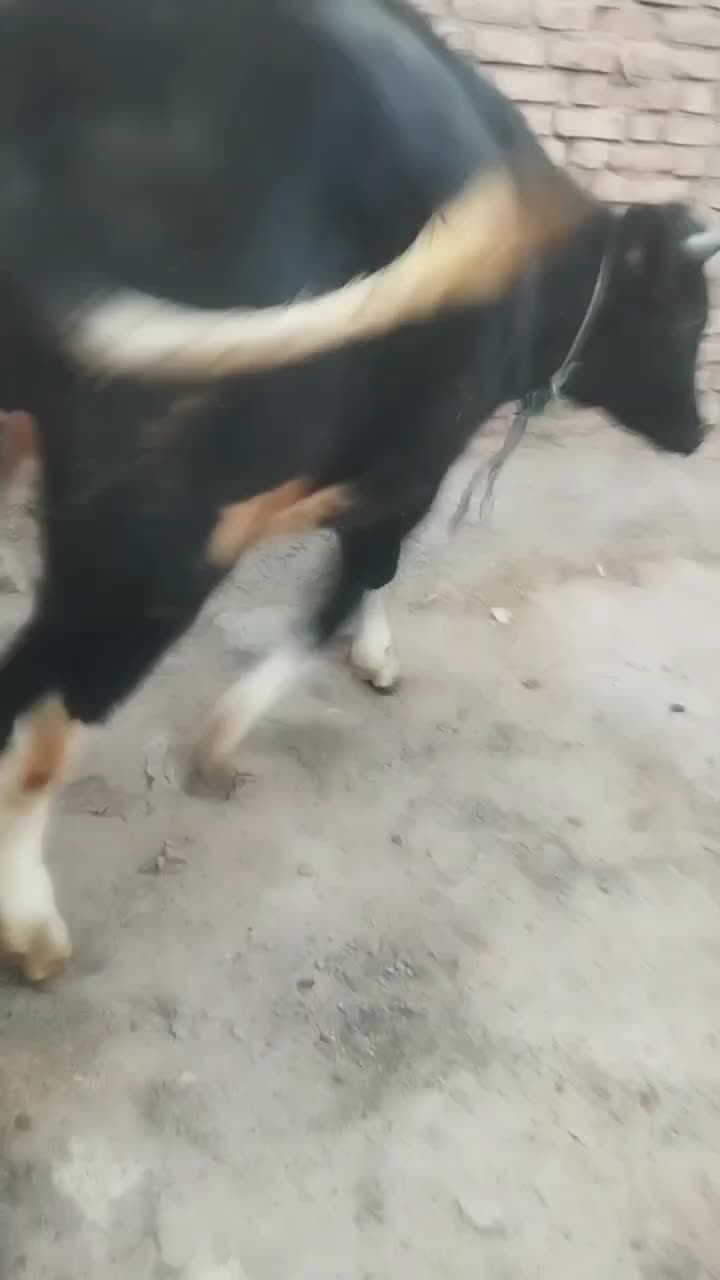 گوساله ماده هلشتاین|حیوانات مزرعه|سنقر, |دیوار