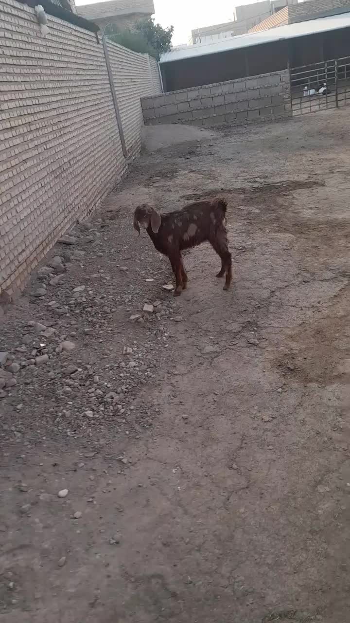 بزغاله نر بسیار سالم بقیمت ۴۳۰۰تومان خوراک خور|حیوانات مزرعه|گنبد کاووس, |دیوار